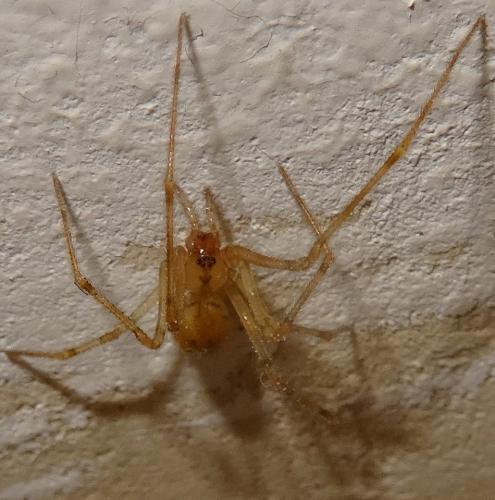 Nesticus cellulanus